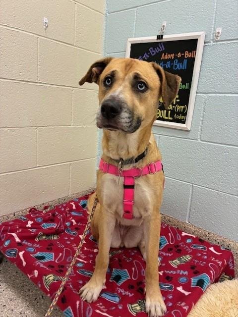 ARCTIC - Siberian Husky / Labrador Retriever available for adoption