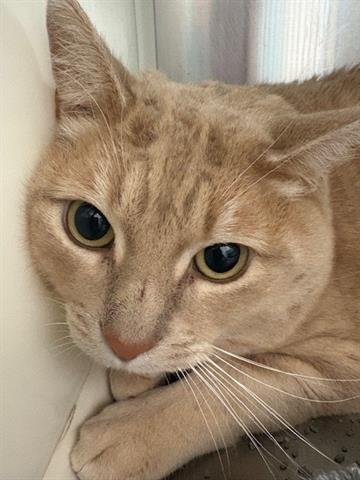 KYO - Domestic Short Hair available for adoption