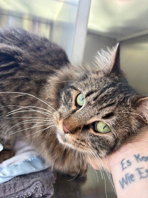 SKETCH - Domestic Long Hair available for adoption