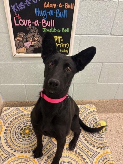 *EILEEN - German Shepherd Dog available for adoption