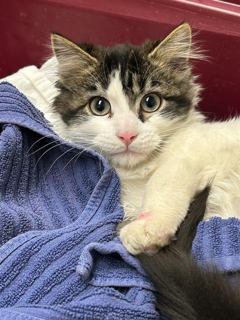 SILVESTRE - Domestic Short Hair available for adoption