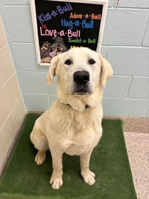 *BIG JIM - Great Pyrenees available for adoption