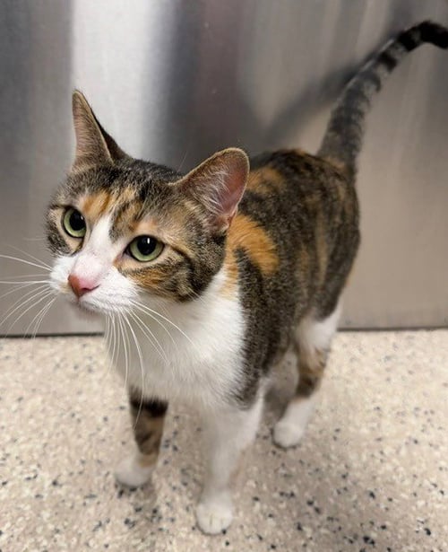 JADE - Domestic Short Hair available for adoption