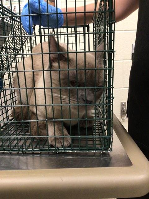 *DRIZZLE - Siamese available for adoption