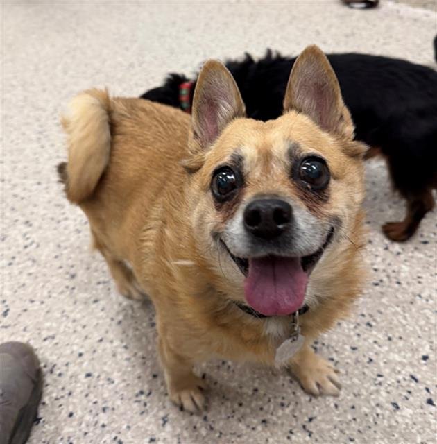 *BISCUIT - Chihuahua available for adoption