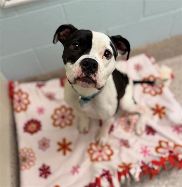 HERMOSA - Boxer available for adoption