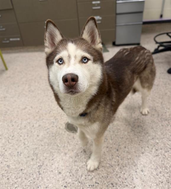 KODA - Siberian Husky available for adoption