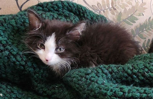 *ZINNIA - Domestic Short Hair available for adoption