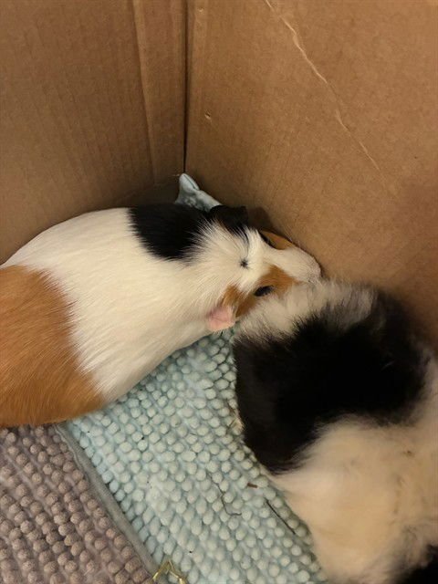 PENNY - Guinea Pig available for adoption