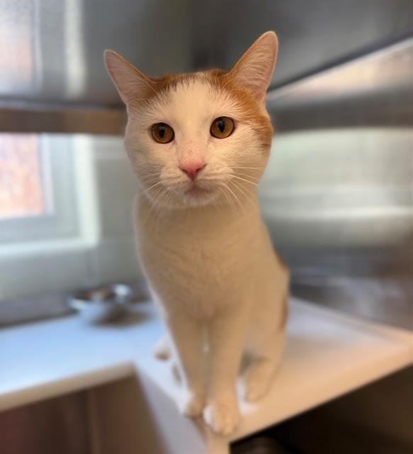 *BORAMIR - Domestic Medium Hair available for adoption