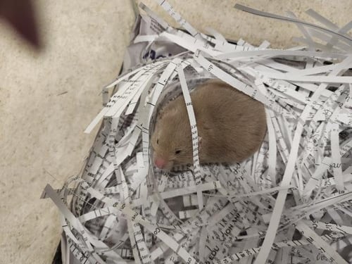 *CHUNK - Hamster available for adoption