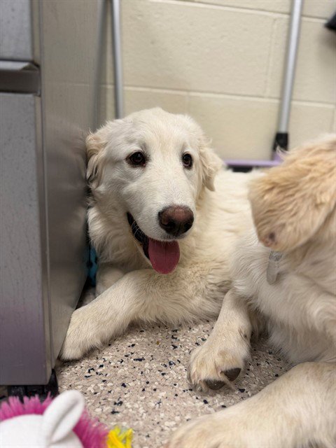 *SPARKY BUTTONS - Great Pyrenees available for adoption