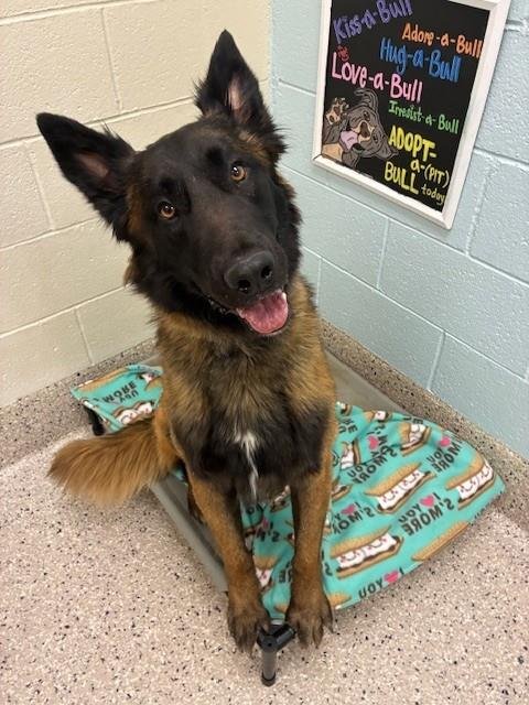 SULTAN - Belgian Shepherd Malinois available for adoption