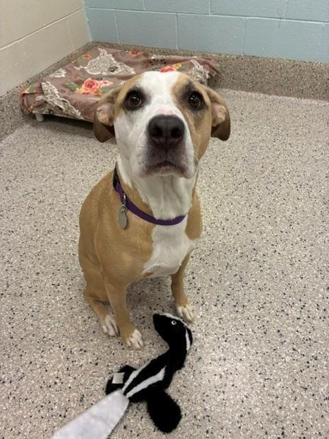 BRODIE - Pit Bull Terrier available for adoption