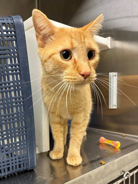 *MATTY - Domestic Short Hair for adoption in Thornton