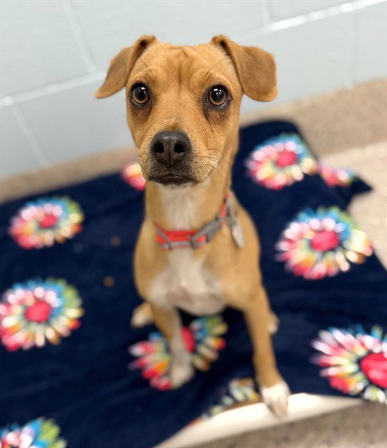 DAISY Image