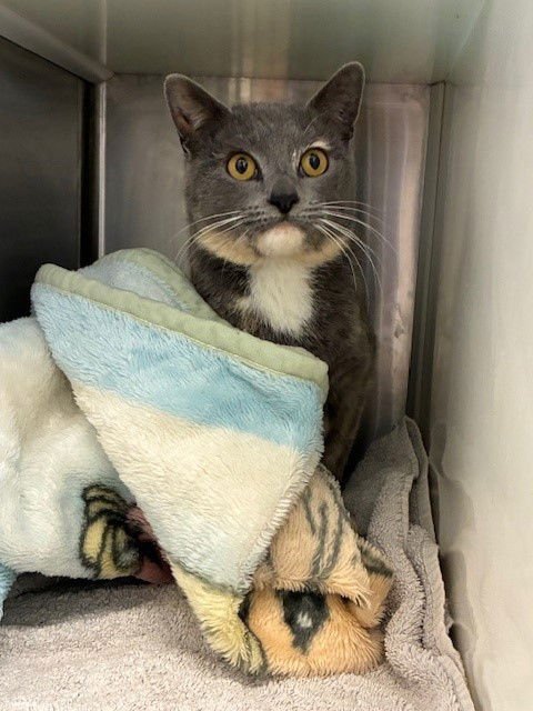 *CORTINA - Domestic Short Hair available for adoption