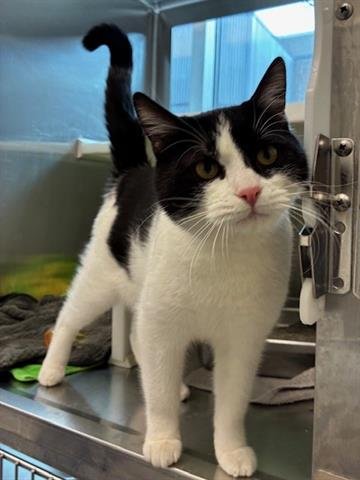 *MOE - Domestic Short Hair available for adoption