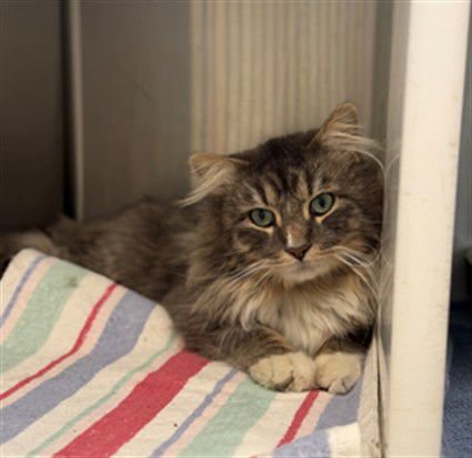 *MOGUL - Domestic Long Hair available for adoption