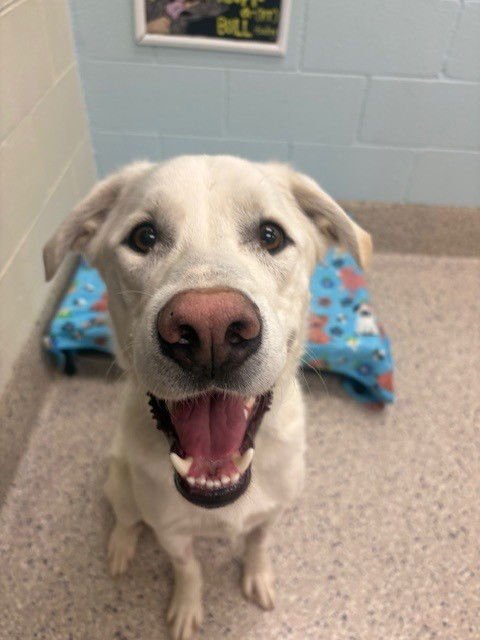 FALKOR - Labrador Retriever / Welsh Springer Spaniel available for adoption