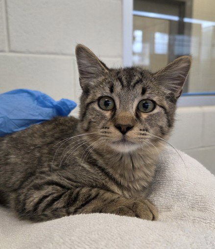 *DASH - Domestic Short Hair available for adoption