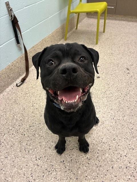 *TATUM - Labrador Retriever / Pit Bull Terrier available for adoption