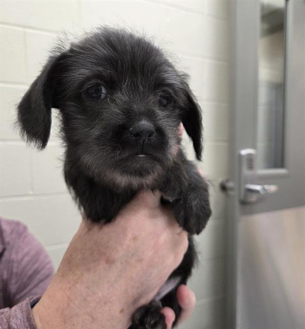 *POLO - Chihuahua available for adoption