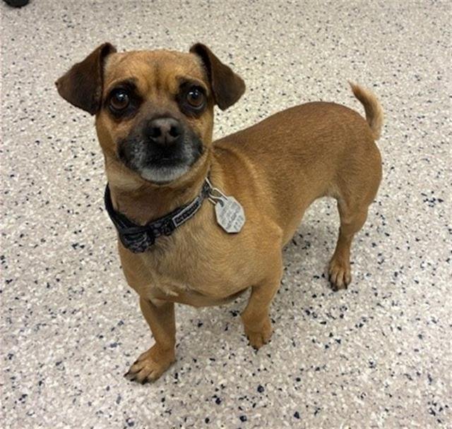 *CHEESE PUFF - Chihuahua available for adoption