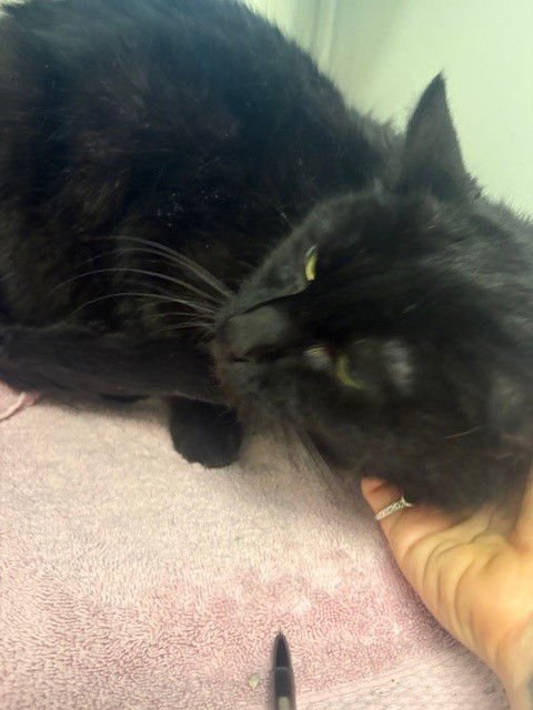 *PIERRE - Domestic Short Hair available for adoption