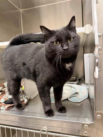 *CAPTAIN WHISKER - Domestic Medium Hair available for adoption