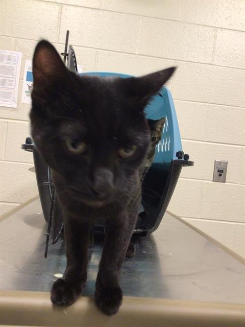 *LORD FEATHERINGTON - Domestic Short Hair available for adoption