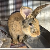 CHEDDAR - Photo 1