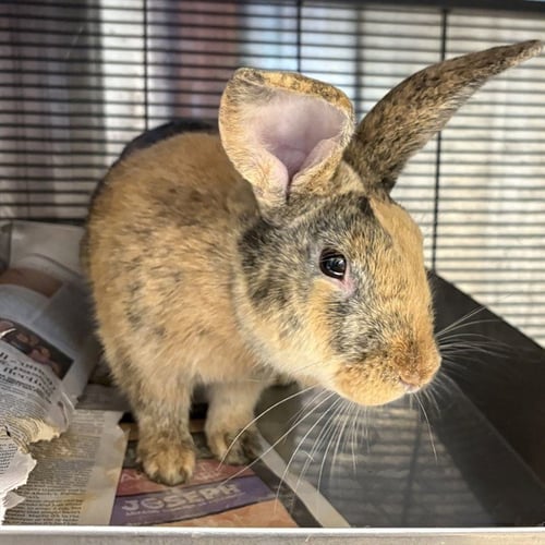 CHEDDAR - Longhaired Rabbit available for adoption