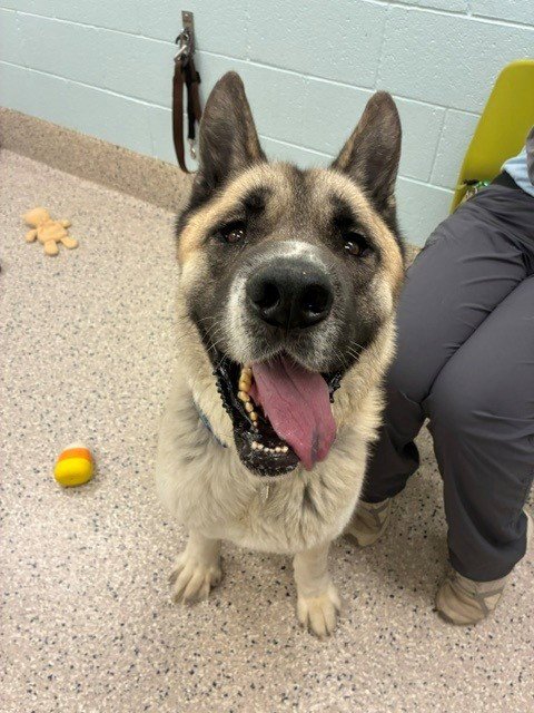 KYNG - Akita available for adoption
