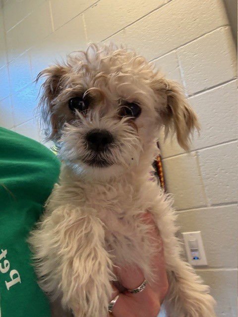 DAISY - Poodle (Miniature) / Shih Tzu available for adoption