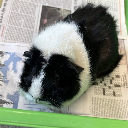 PICKLES - Guinea Pig available for adoption