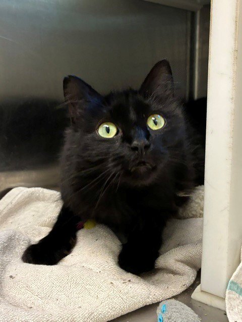 DIAMOND - Domestic Long Hair for adoption in Thornton