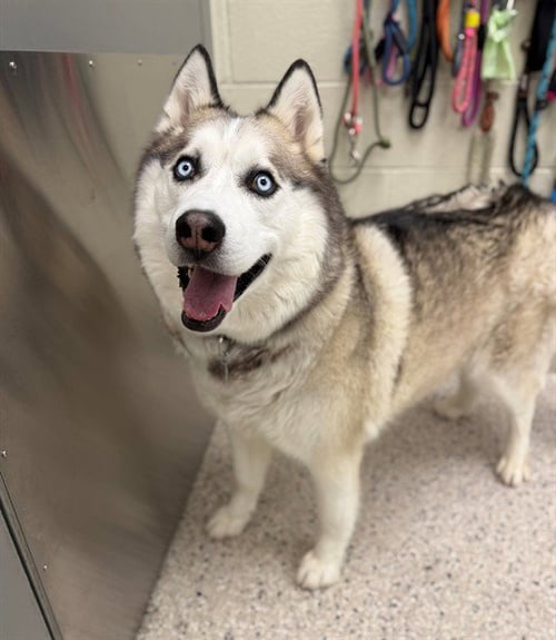 SMOKEY - Siberian Husky available for adoption