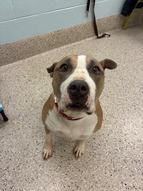 CALLI - Pit Bull Terrier available for adoption