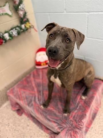 *BREN BREN - Pit Bull Terrier available for adoption