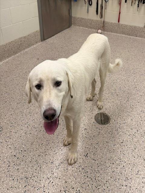 REMMY - Labrador Retriever available for adoption