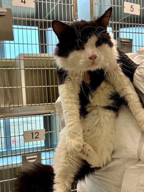 *KEVIN - Domestic Medium Hair for adoption in Thornton