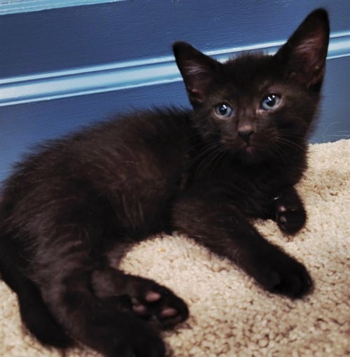 *NYX - Domestic Short Hair available for adoption