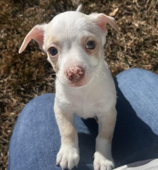 *ATLAS - Chihuahua available for adoption