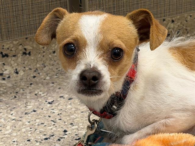 CAMARON - Chihuahua available for adoption