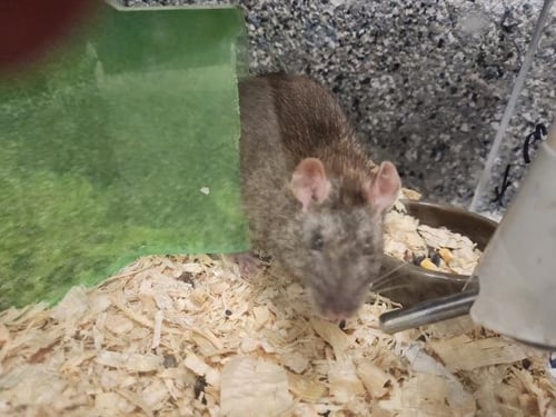 *BANANA - Rat available for adoption