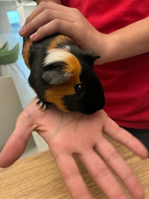 TOAST - Guinea Pig available for adoption