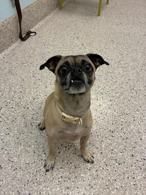 BRUNO - Pug available for adoption
