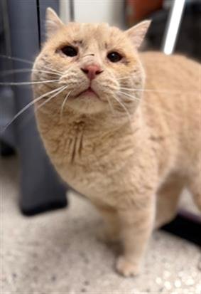 *ALVIN - Domestic Short Hair available for adoption