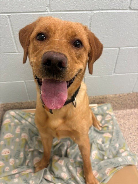 *DUKE UNIVERSITY - Labrador Retriever available for adoption